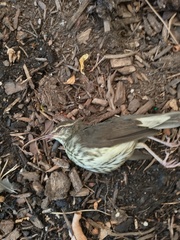 Parkesia noveboracensis