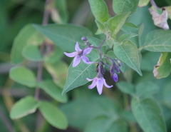 Solanum dulcamara