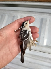 Mniotilta varia