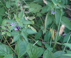 Solanum dulcamara