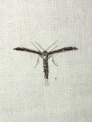 Hellinsia inquinatus