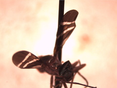 Tritoxa