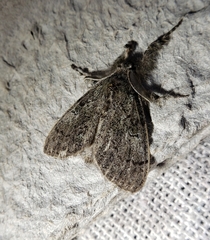 Dasychira vagans