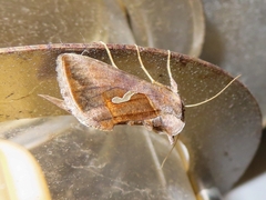 Macdunnoughia confusa