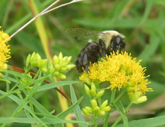 Bombus impatiens