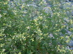 Raphanus raphanistrum