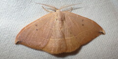Watsonalla uncinula