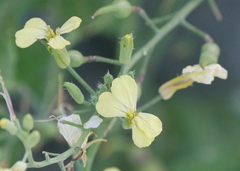 Raphanus raphanistrum