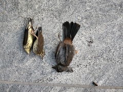 Parkesia noveboracensis