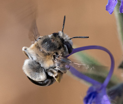 Anthophora urbana