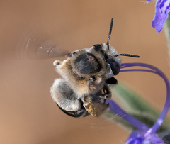 Anthophora urbana