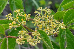 Cissus microcarpa