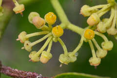 Cissus microcarpa