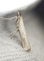 Fissicrambus mutabilis