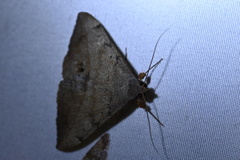 Anticarsia gemmatalis