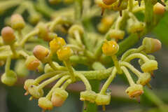 Cissus microcarpa
