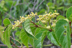 Cissus microcarpa