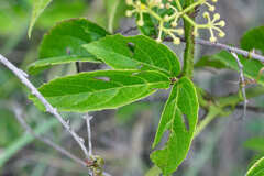 Cissus microcarpa