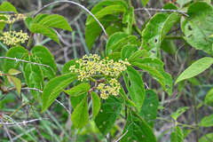 Cissus microcarpa