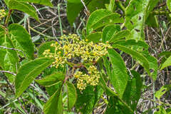 Cissus microcarpa