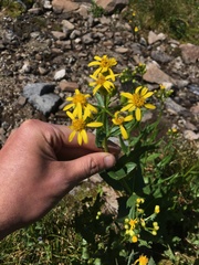 Senecio triangularis