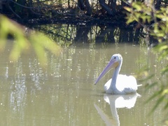 Pelecanus erythrorhynchos