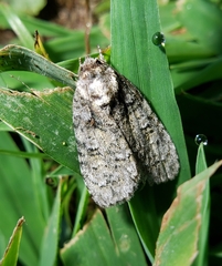 Acronicta