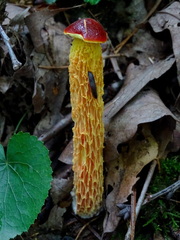 Aureoboletus betula