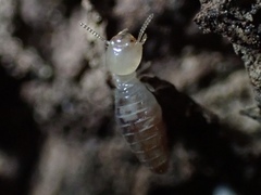 Termitinae