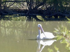 Pelecanus erythrorhynchos