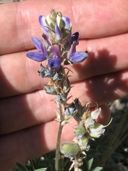 Lupinus lepidus