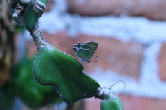 Callophrys xami