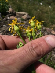 Senecio triangularis