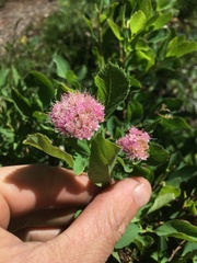 Spiraea splendens