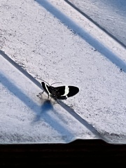 Trichodezia albovittata