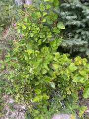 Physocarpus opulifolius