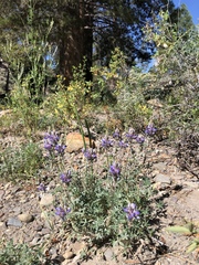Lupinus lepidus
