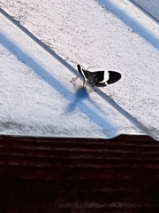 Trichodezia albovittata