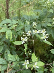 Clematis virginiana