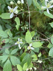 Clematis virginiana