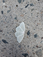 Campaea perlata