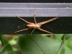 Pisaurina mira