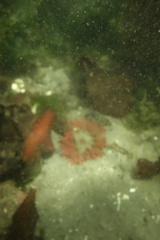 Urticina clandestina