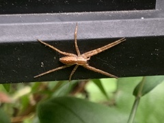 Pisaurina mira