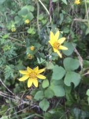 Helianthus divaricatus
