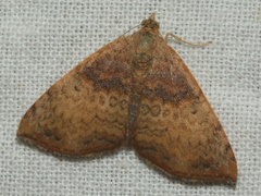 Chrysolarentia mecynata