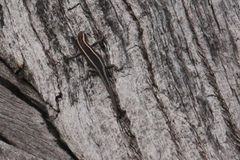 Cryptoblepharus pulcher