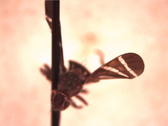 Tritoxa