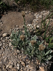 Antennaria lanata