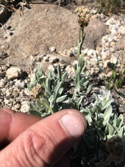 Antennaria lanata